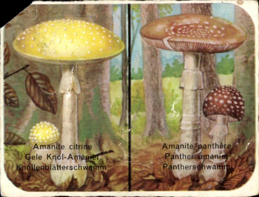 Image Amanite citrine Champignon Mushroom