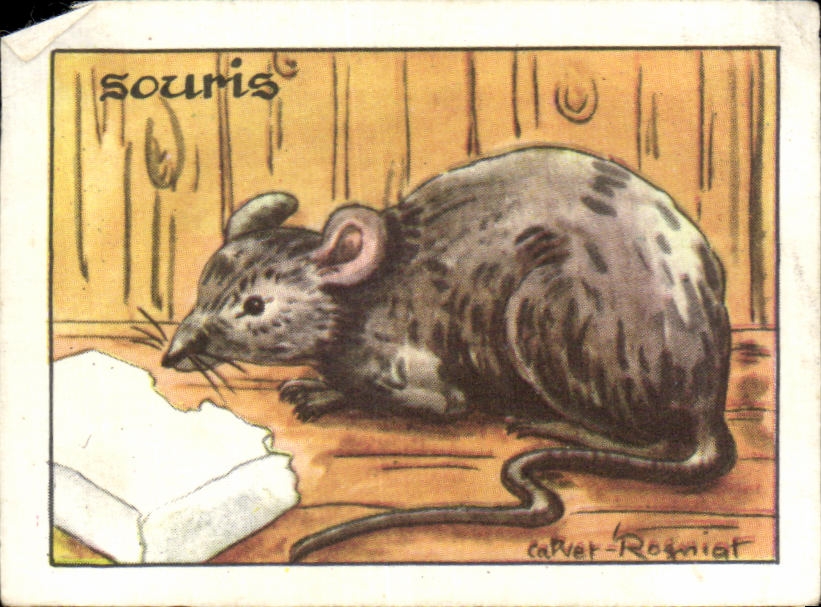 Image Souris La est un petit quadrupede Mouse