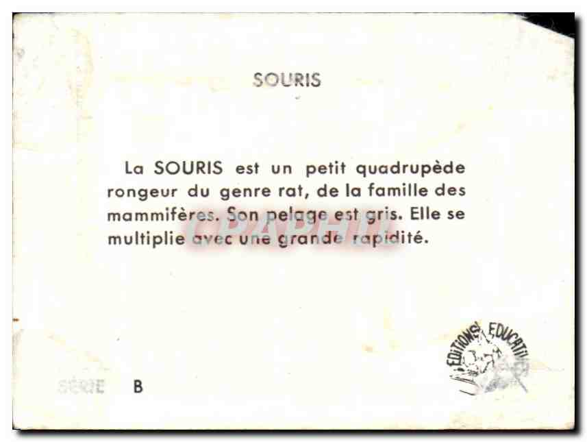 Image Souris La est un petit quadrupede Mouse — Rückseite