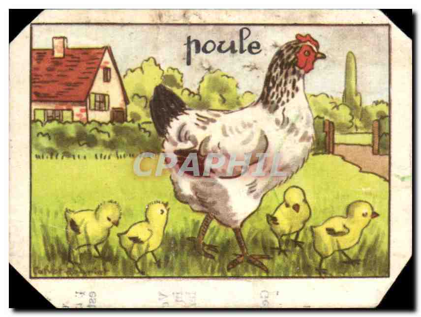Image Poule La est la femelle du coq de la famille des gollinaces