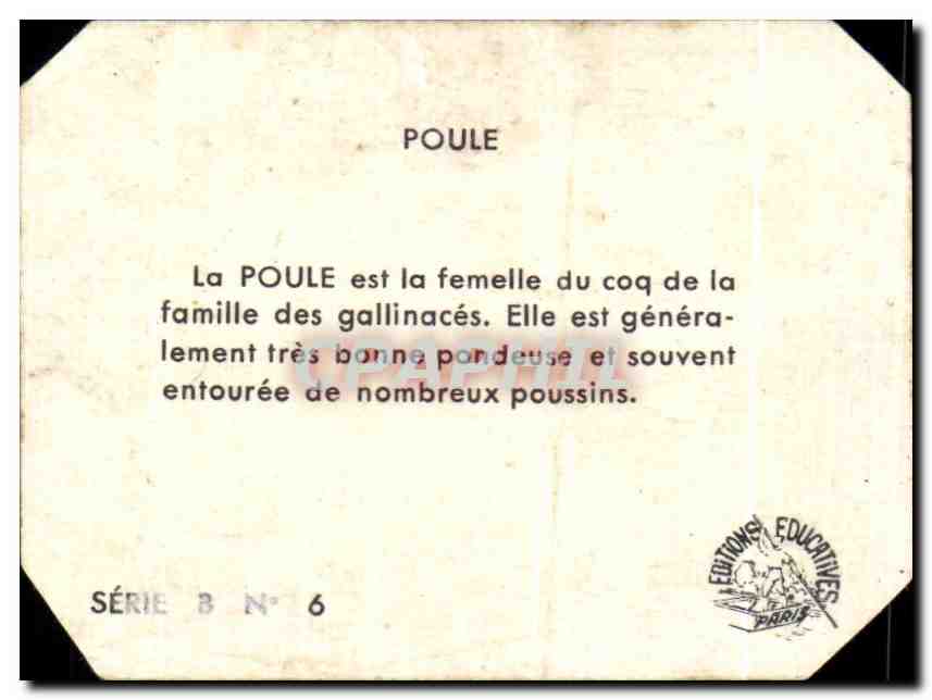 Image Poule La est la femelle du coq de la famille des gollinaces — Verso