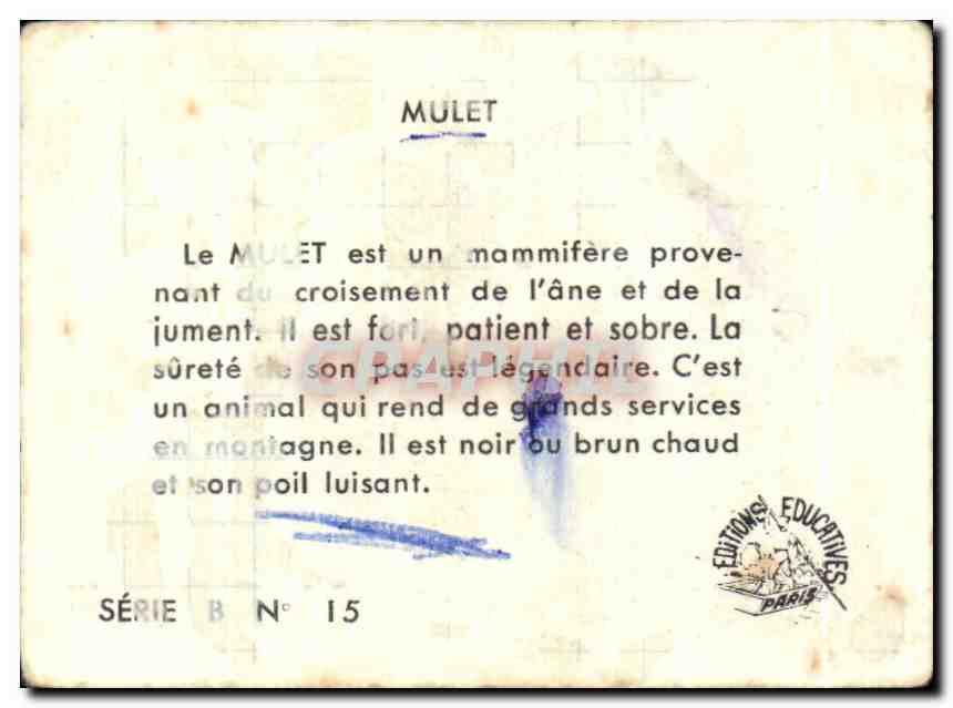 Image Mulet Le est un mammifere provenat — Verso