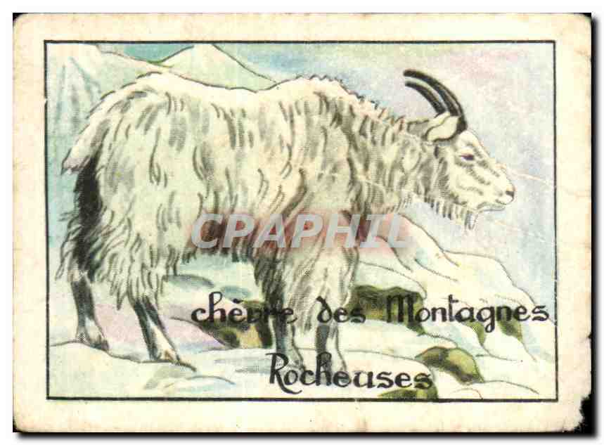 Image La Chevre des montagnes rocheuses est un mammifere ruminant Goat