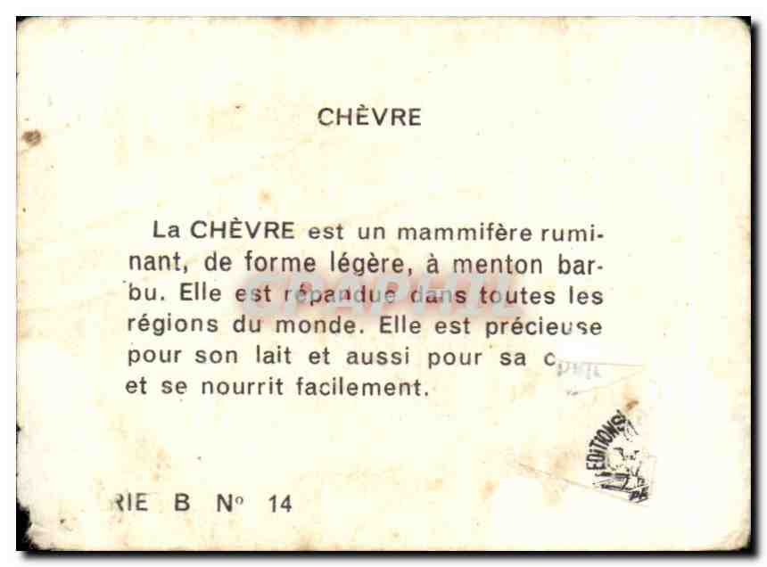 Image La Chevre des montagnes rocheuses est un mammifere ruminant Goat — Rückseite