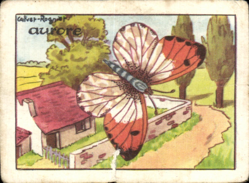 Image Aurore Autocharis Cardamines Papillon 