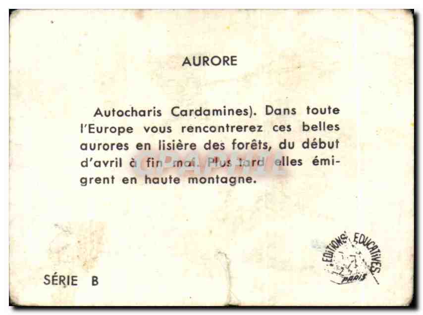 Image Aurore Autocharis Cardamines Papillon  — Rückseite