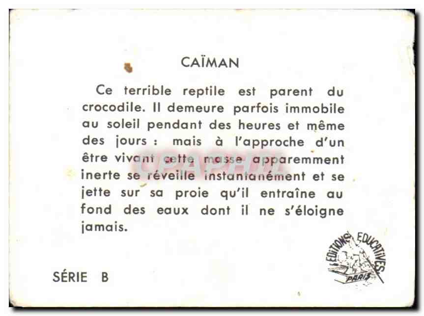 Image Caiman Ce Terrible Reptile Est Parent Du Crocodile — Verso
