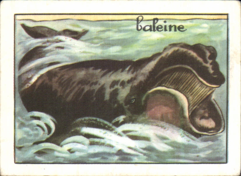 Image Baleine Whale