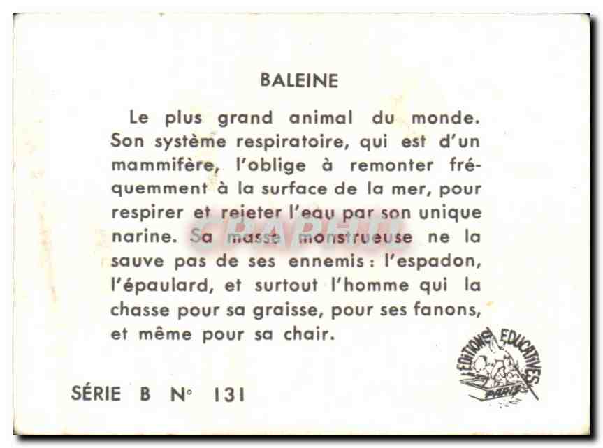 Image Baleine Whale — Verso