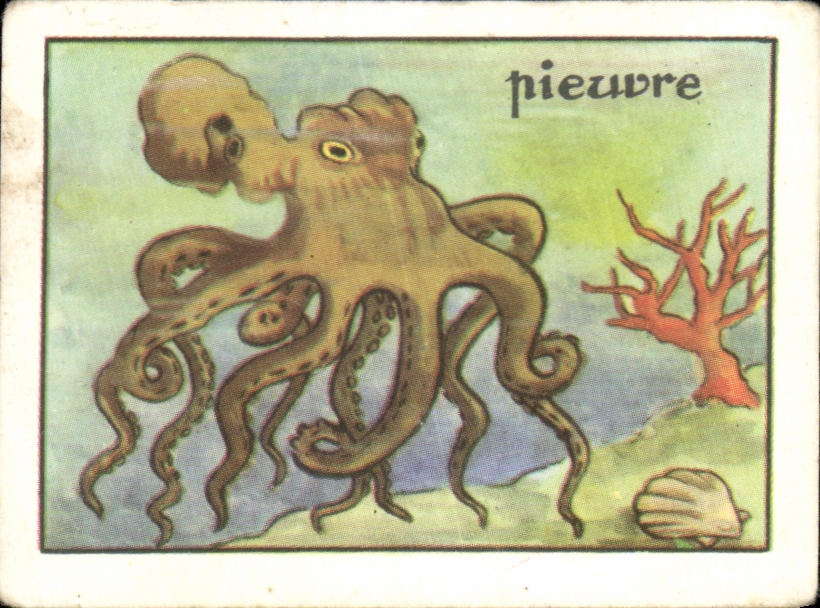 Image Pieuvre Ou Poulpe N