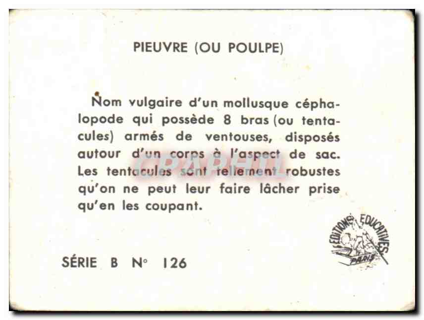Image Pieuvre Ou Poulpe N — Verso