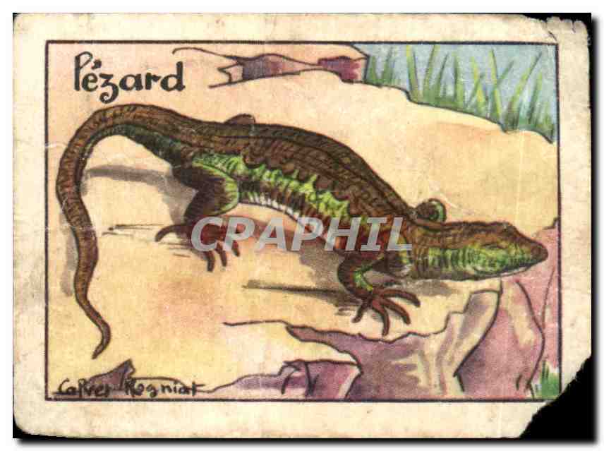 Image Lezard Reptile Saurien 