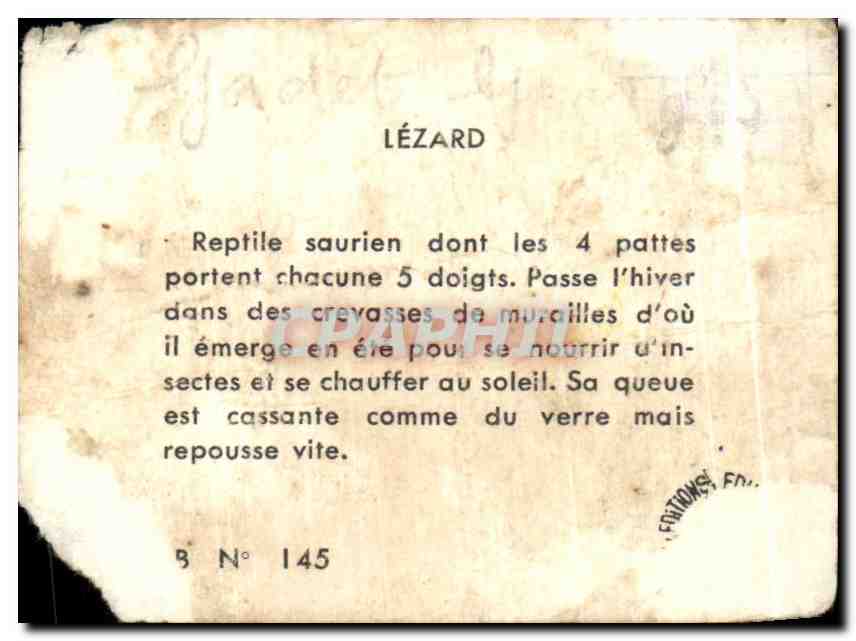 Image Lezard Reptile Saurien  — Verso