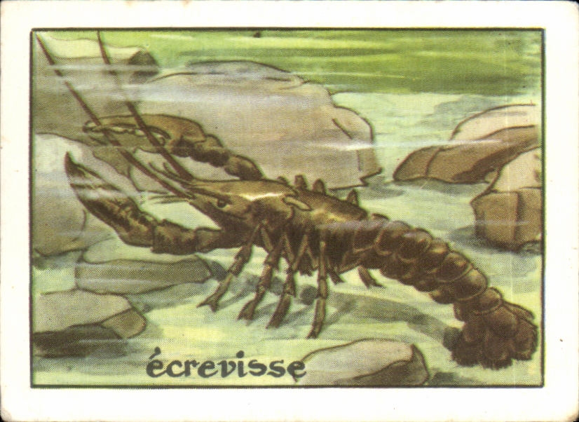Image Ecrevisse 