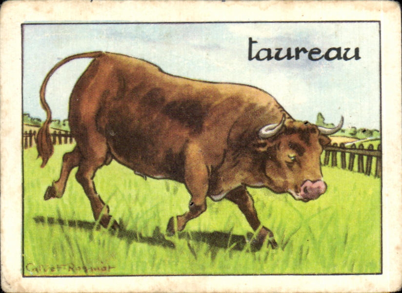 Image Taureau Vache