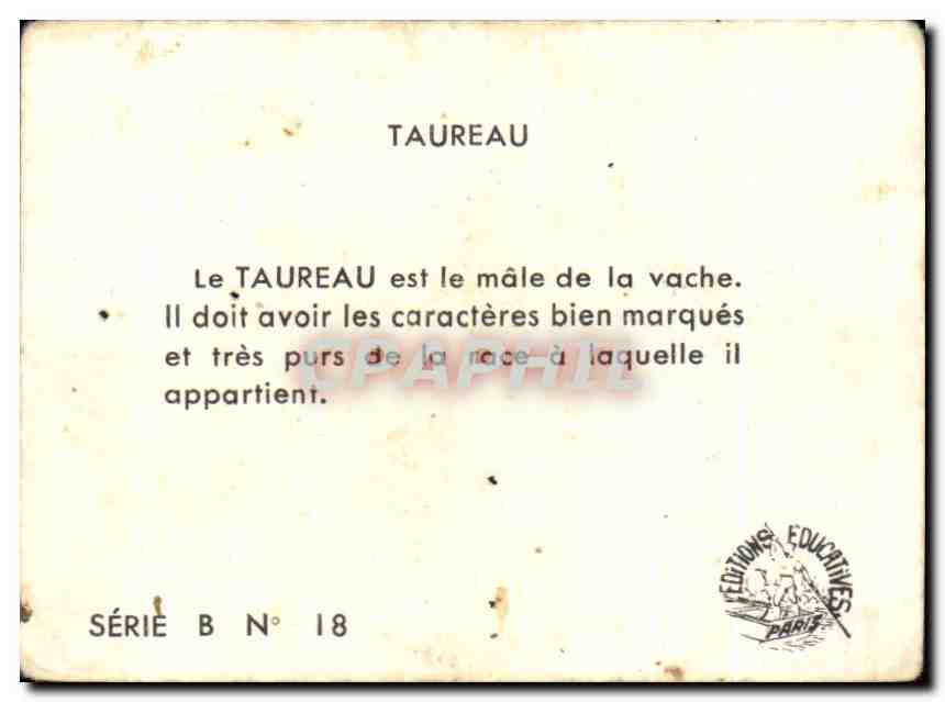 Image Taureau Vache — Verso