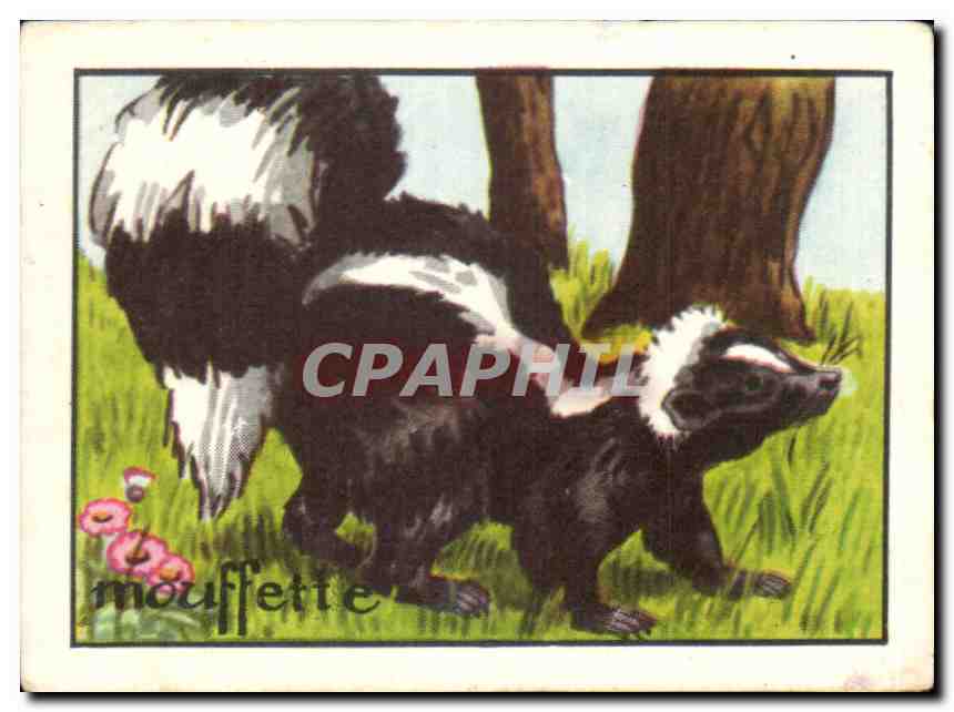 Image Mouffette 
