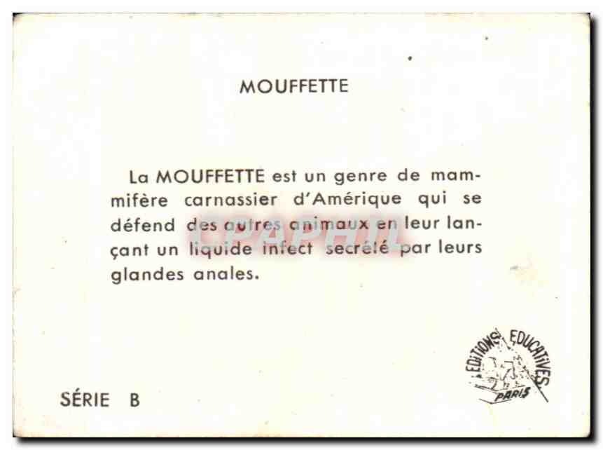 Image Mouffette  — Back