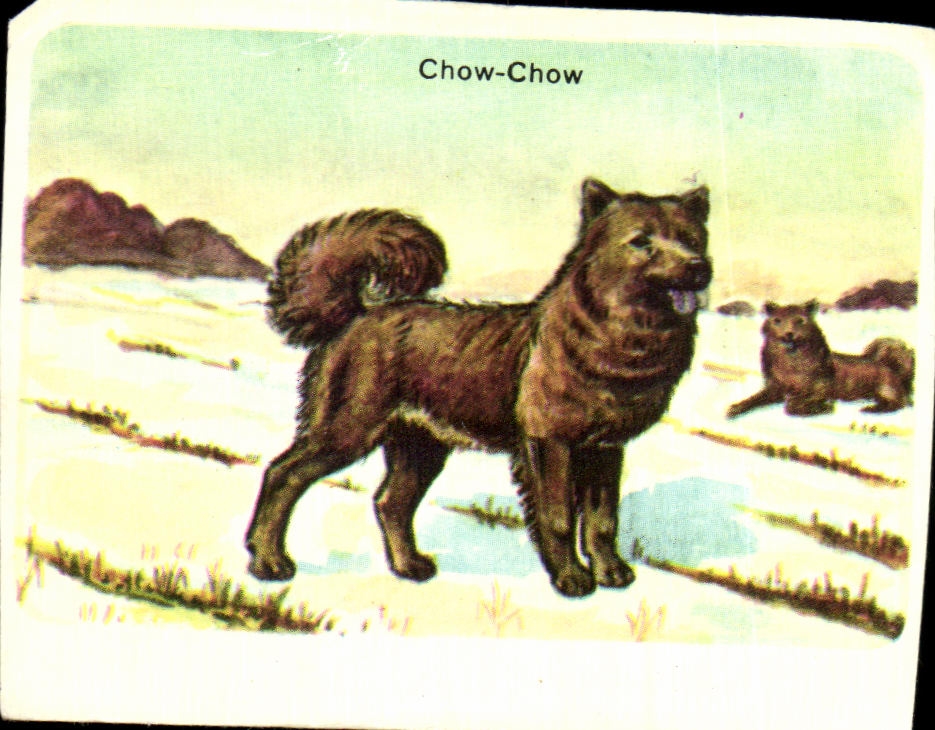 Image Chow Chow Langue Bleue Chien a Fourrure Abondante