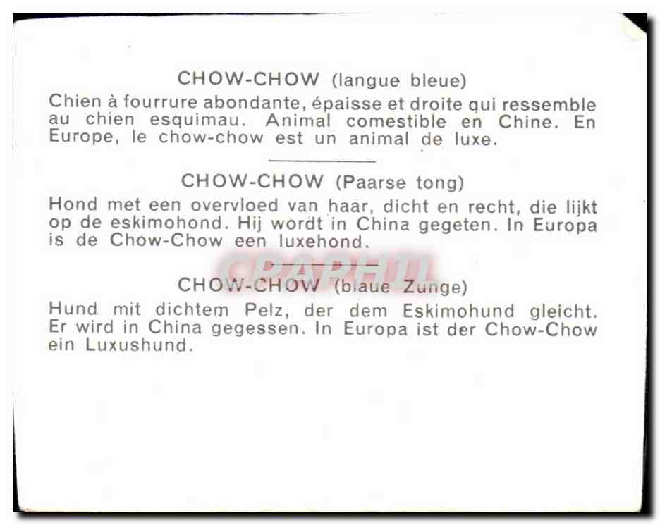 Image Chow Chow Langue Bleue Chien a Fourrure Abondante — Back