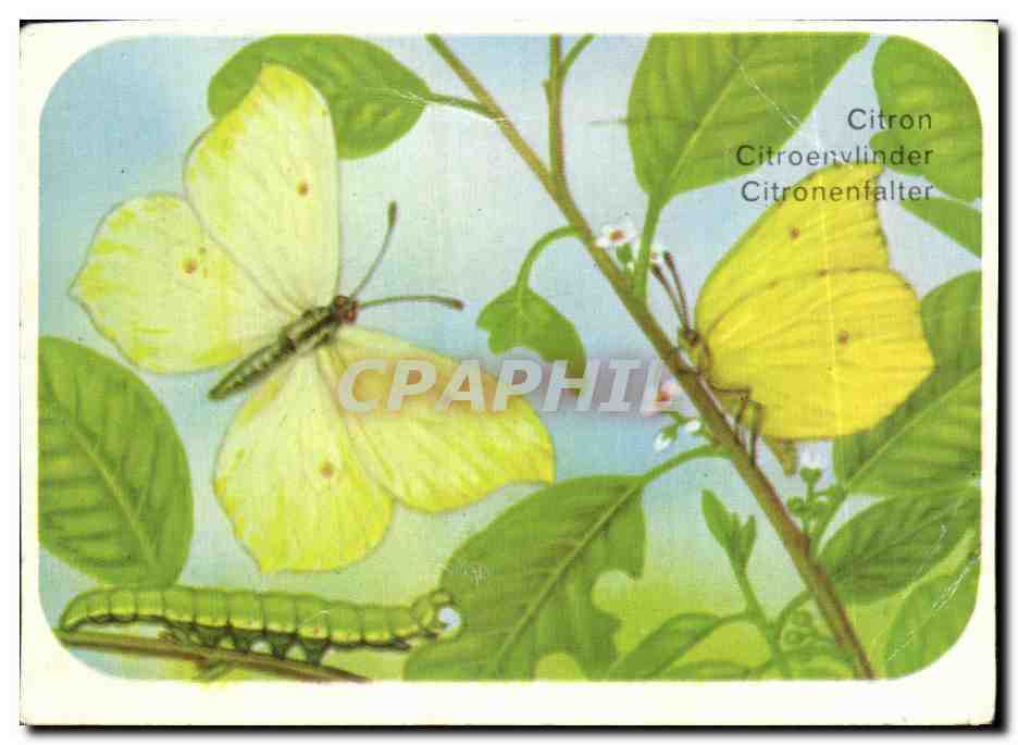 Image Citron Diurne Papillon 