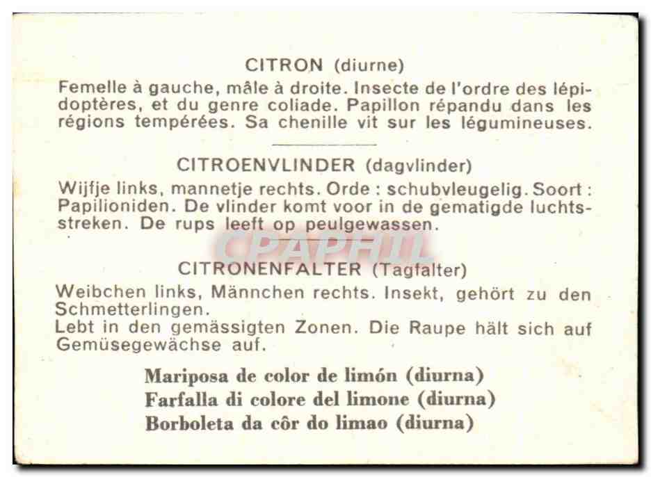Image Citron Diurne Papillon  — Back