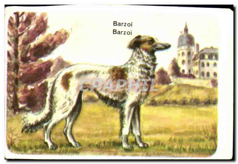 Image Barzol Levrier Russe Chien 