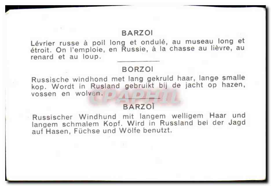Image Barzol Levrier Russe Chien  — Verso