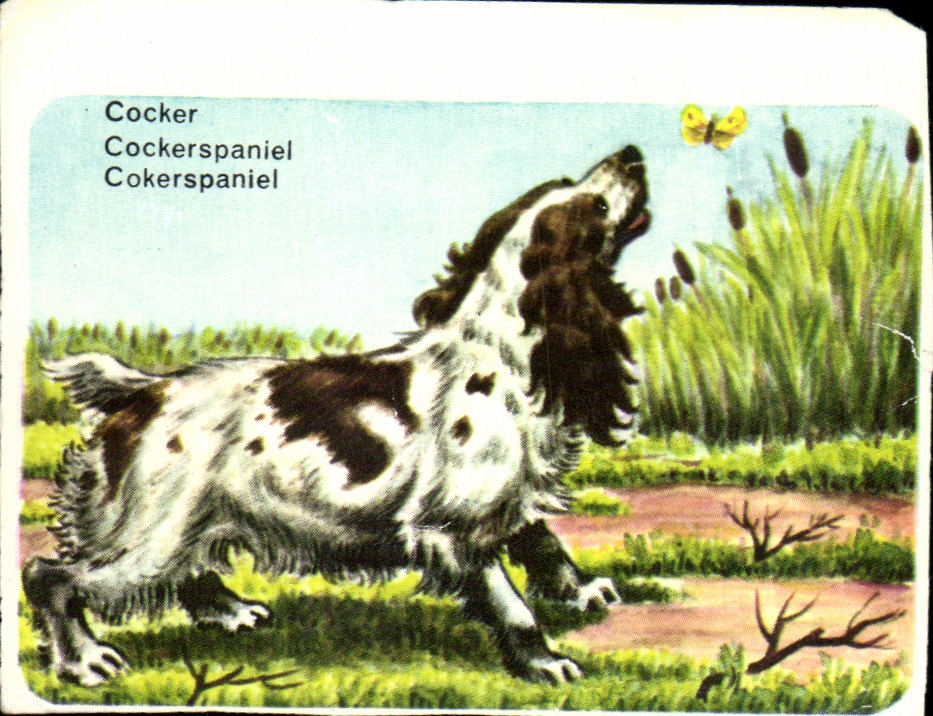 Image Cocker Petit Chien De Chasse A Poil Soyeux 