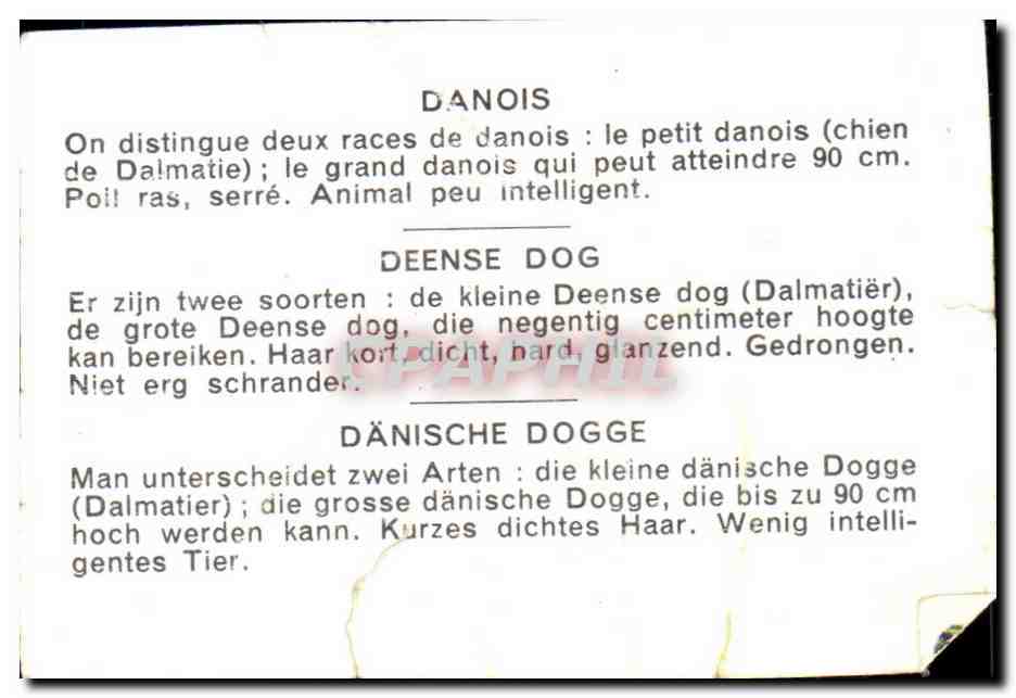 Image Danois Chein  — Rückseite