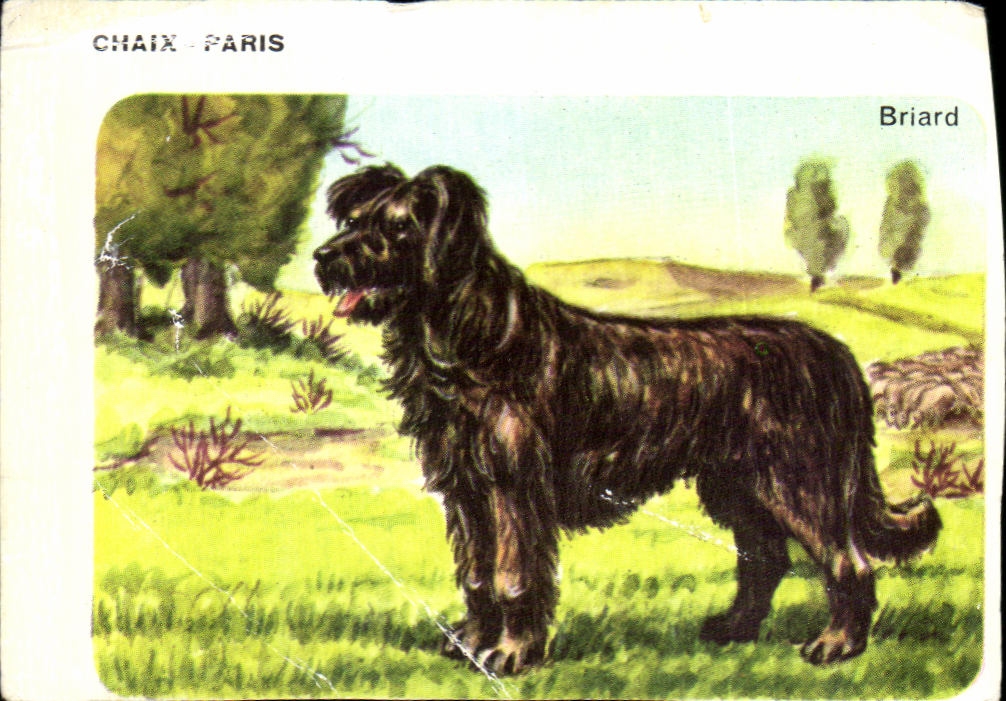 Image Briard Chien Briard Ou Chien De Brie