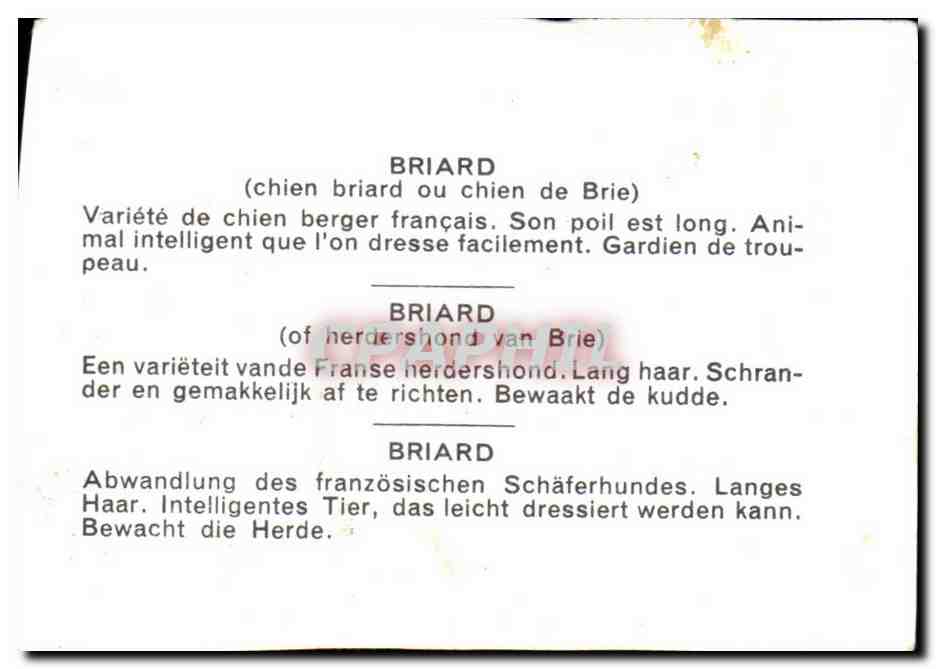 Image Briard Chien Briard Ou Chien De Brie — Verso