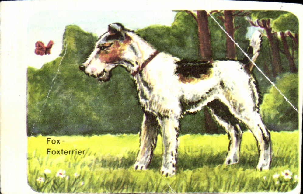 Image Fox A Poil Dur Chien Courant Anglais