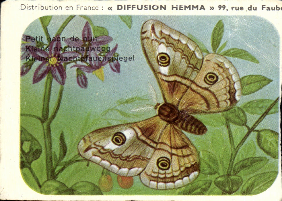 Image Petit paon de nuit papillon 