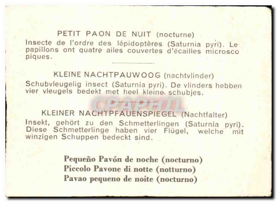 Image Petit paon de nuit papillon  — Verso