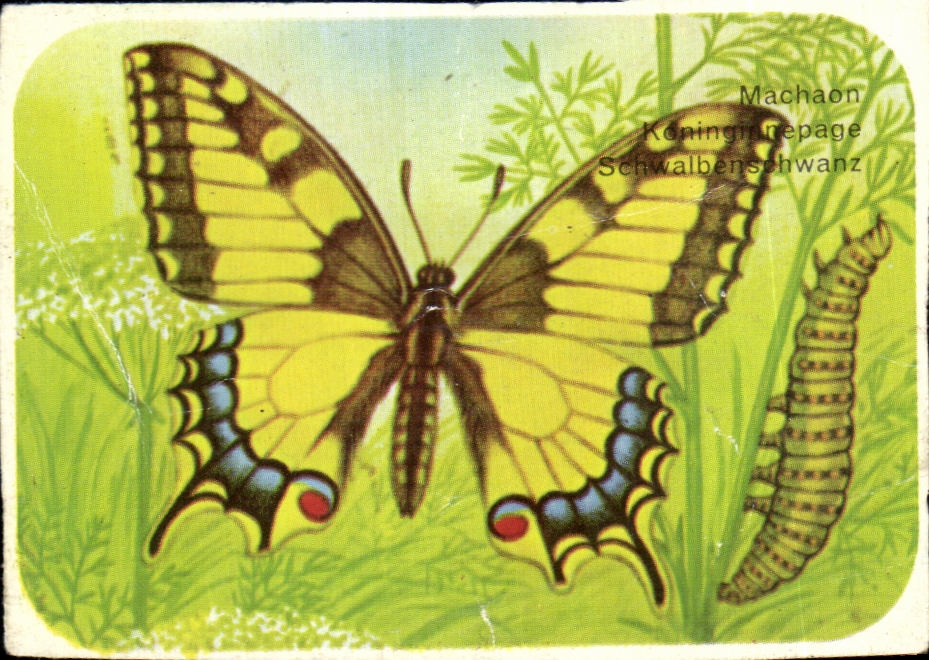 Image Machaon Diurne Et Sa Chenille Sur La Carotte Papillon 