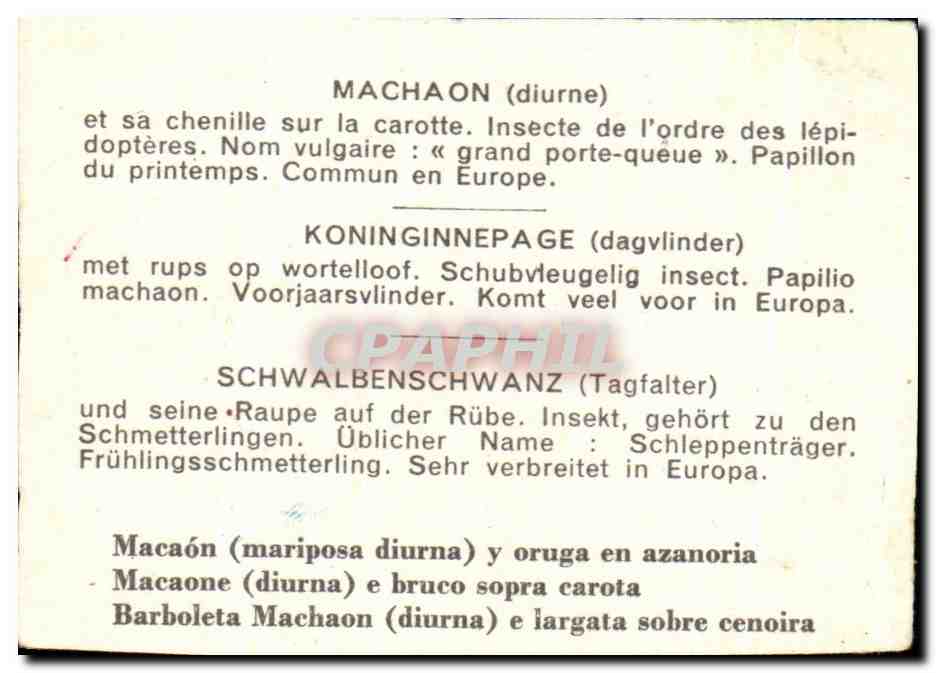 Image Machaon Diurne Et Sa Chenille Sur La Carotte Papillon  — Verso