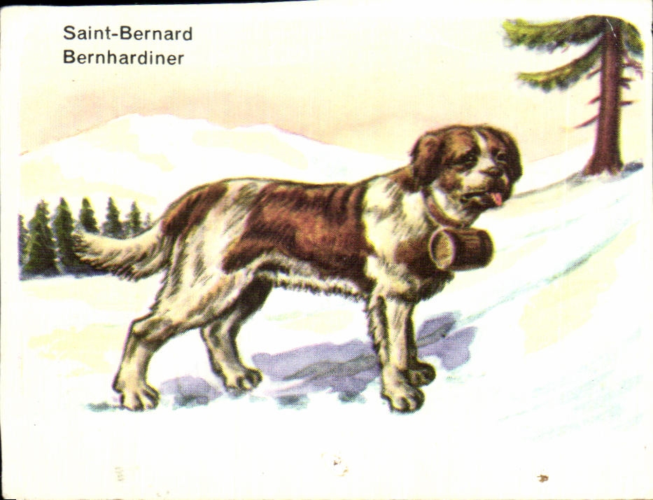 Image Saint Bernard Chien De Forte Taille