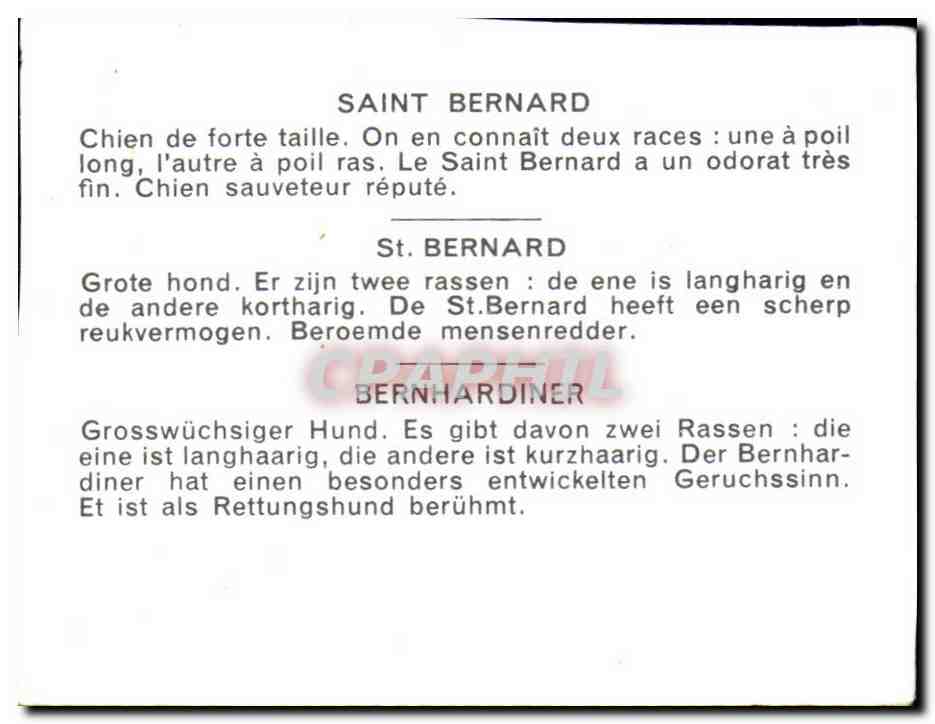 Image Saint Bernard Chien De Forte Taille — Rückseite