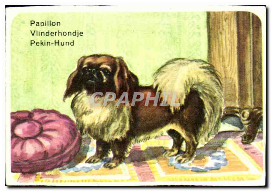 Image Papillon Vlinderhondje Pekin Hund Chien 