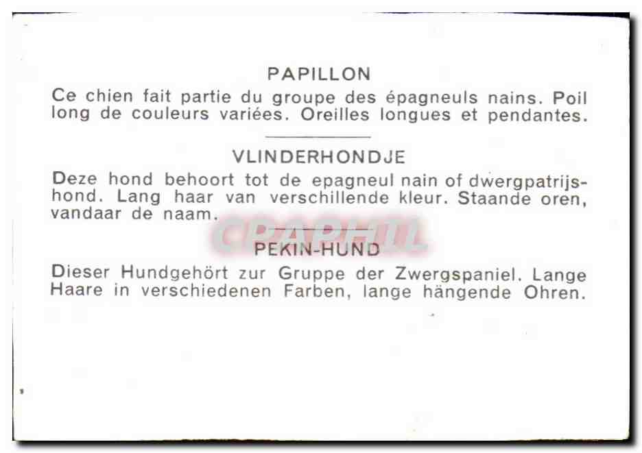 Image Papillon Vlinderhondje Pekin Hund Chien  — Rückseite