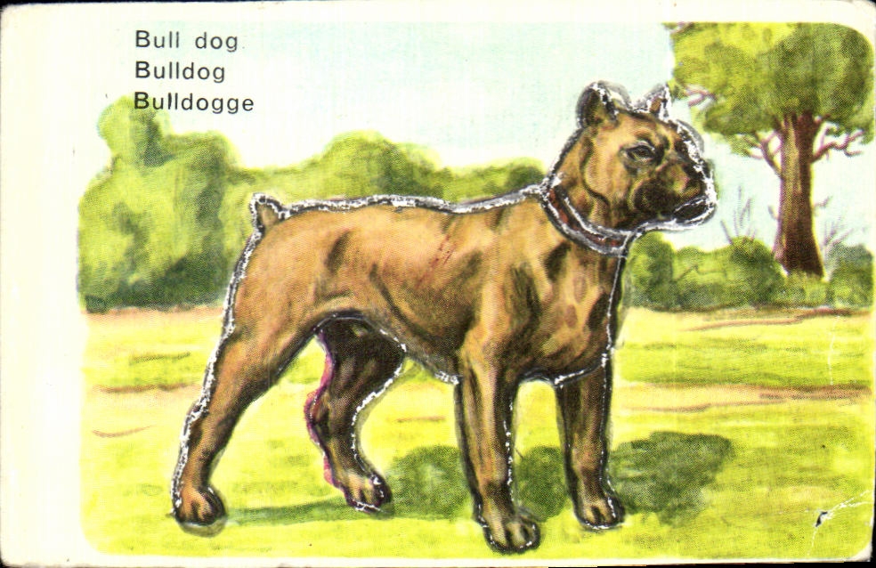 Image Bull Dog Le Bull Dog Anglais Provient Du Gogue Angliais