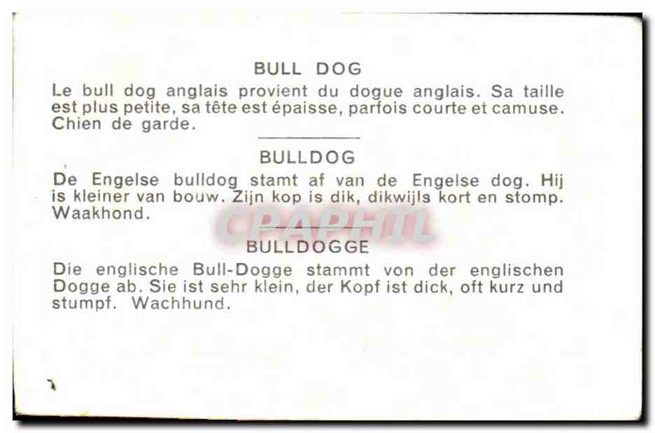 Image Bull Dog Le Bull Dog Anglais Provient Du Gogue Angliais — Rückseite