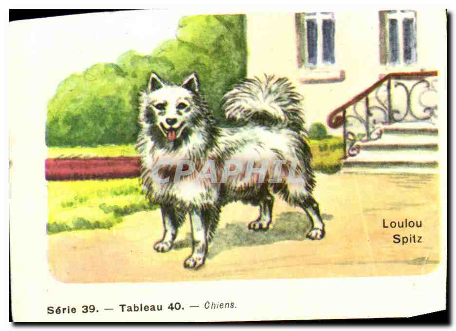 Image Loulou Petit Chien De Garde Et D appartement