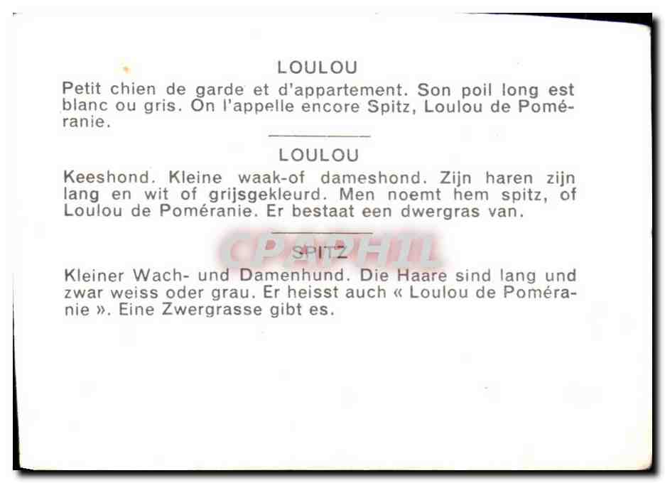 Image Loulou Petit Chien De Garde Et D appartement — Verso