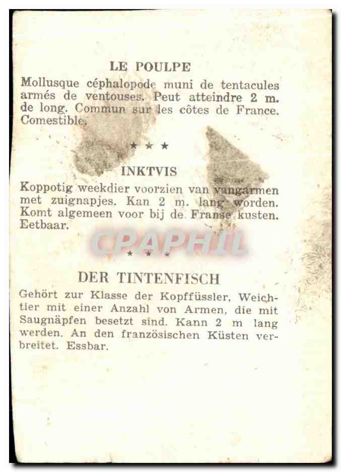Image Le Poulpe Mollusque Cephalopode Muni De Tentacules — Verso