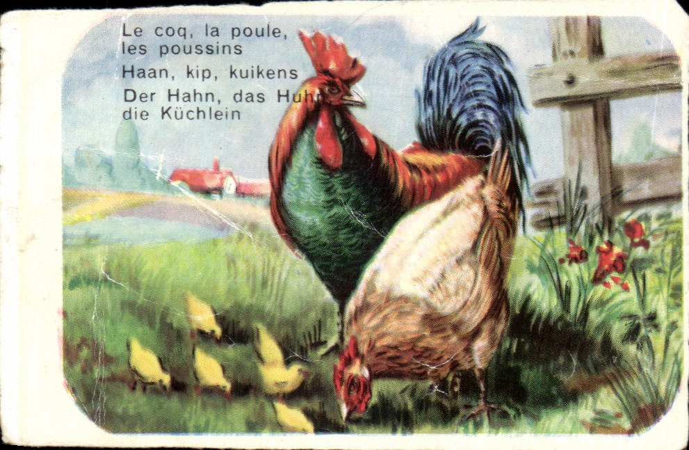 Image Le Coq La Poule Les Poussins Haan Kip Kuikens Der Hahn Das 