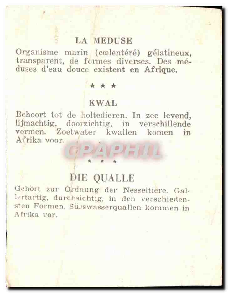 Image Le Meduse Organisme Marin Ecelentere — Rückseite