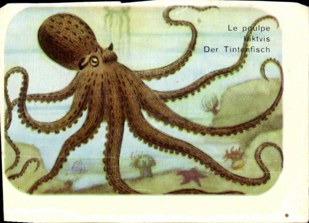 Poulpe — illustration marine — CPAPHIL