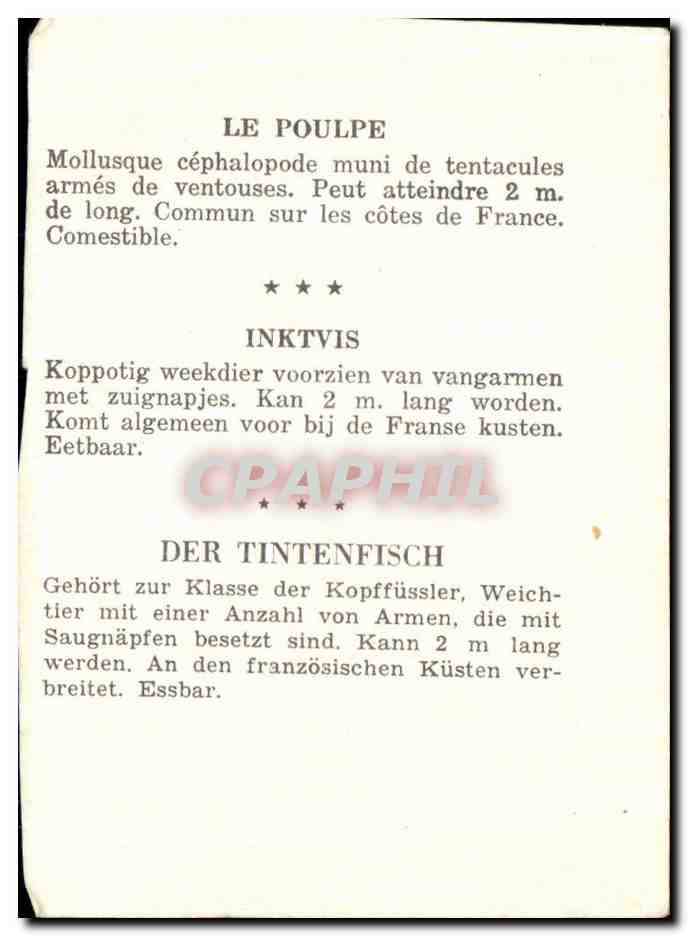 Poulpe — illustration marine — CPAPHIL — Verso